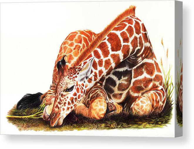 Giraffe Canvas Print featuring the drawing Down To Earth by Peter Williams