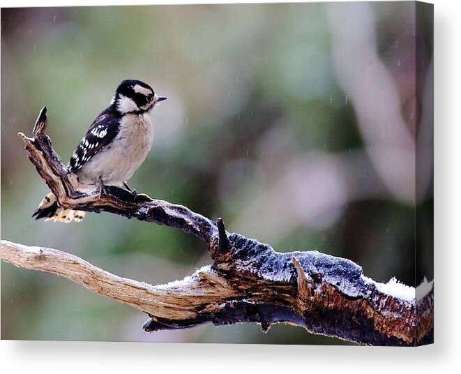 Downy Woodpecker Canvas Print featuring the photograph Downy Woodpecker With Snow by Daniel Reed