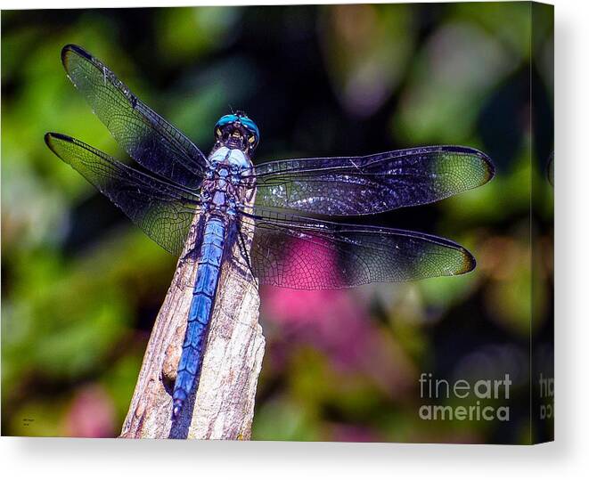 Nature Canvas Print featuring the photograph Dragonfly by DB Hayes