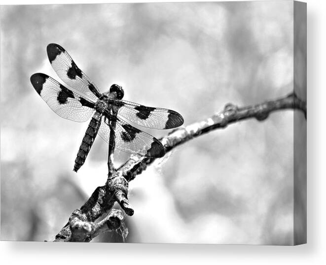 Black And White Canvas Print featuring the photograph Dragonfly Dreams by Elizabeth Budd