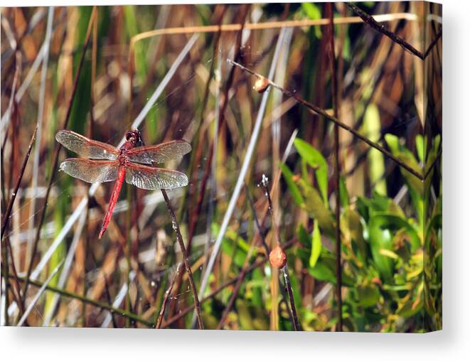 Holding Canvas Print featuring the photograph Dragonfly by Travis Rogers