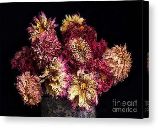 Flowers Canvas Print featuring the photograph Dried Dahlias from the Garden by Ann Jacobson