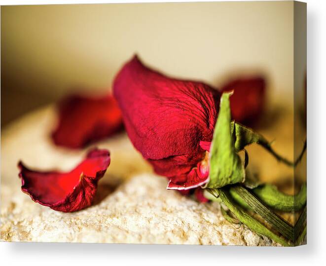 Rose Canvas Print featuring the photograph Dried rose II by Hyuntae Kim
