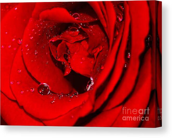 Photography Canvas Print featuring the photograph Droplets on Red Rose by Kaye Menner by Kaye Menner