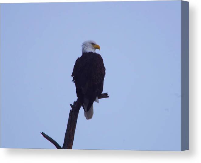 Eagle Canvas Print featuring the photograph Eagle perched on a snag by Jeff Swan