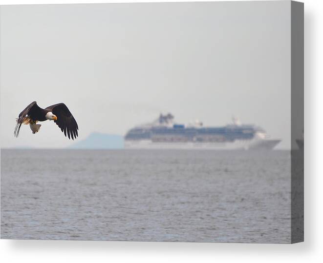 Bald Eagle Canvas Print featuring the photograph Eagle with Prey by Carl Olsen