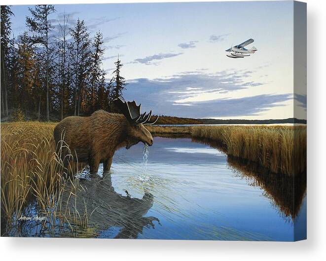 Moose Canvas Print featuring the painting Early Flight by Anthony J Padgett