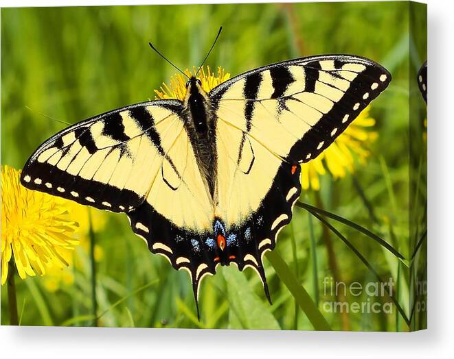 Butterfly Canvas Print featuring the photograph Eastern Tiger Swallowtail by Jimmy Ostgard