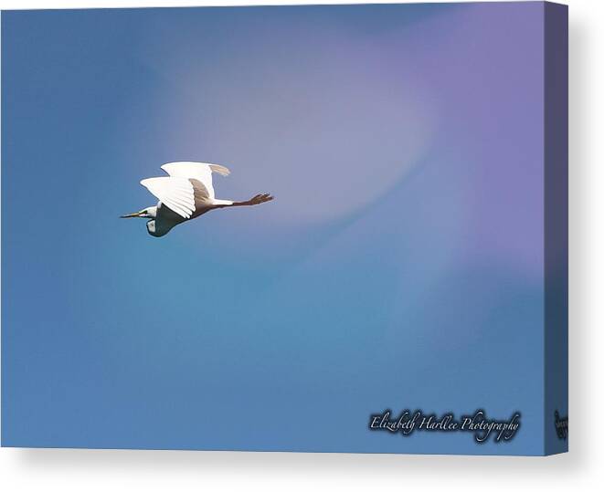  Canvas Print featuring the photograph Egret in Flight by Elizabeth Harllee