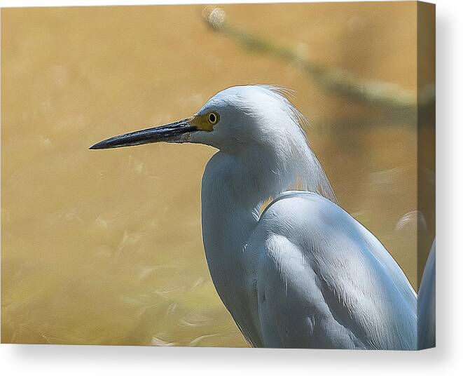 Bird Canvas Print featuring the photograph Egret Pose by Norman Peay