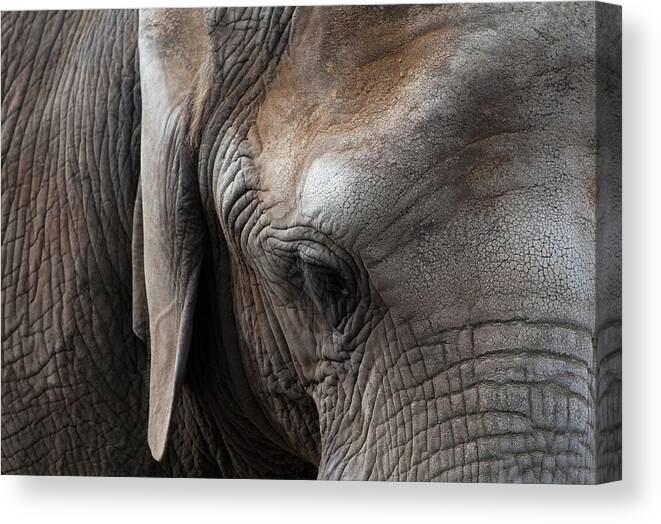 Elephant Canvas Print featuring the photograph Elephant Eye by Lorraine Devon Wilke