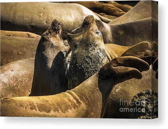Wildlife Canvas Print featuring the photograph Elephant Seals Molting by Blake Webster