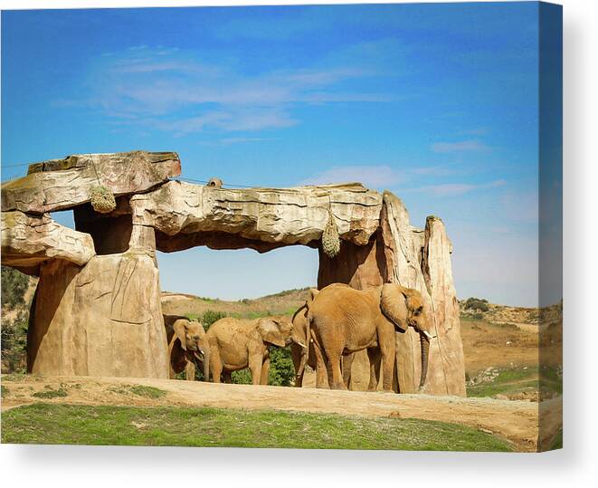 Elephants Canvas Print featuring the photograph Elephants by Alison Frank
