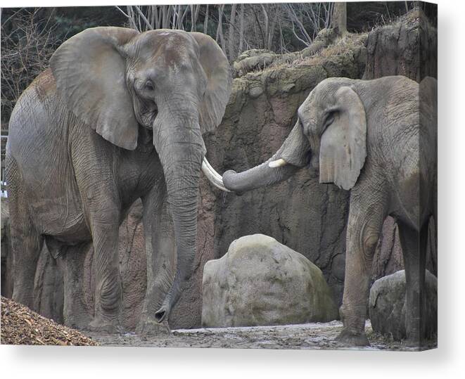 Elephant Canvas Print featuring the photograph Elephants Playing 3 by Flo McKinley