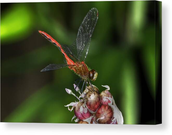 Dragonfly Canvas Print featuring the photograph Eliza Skimmer by Gary Shepard