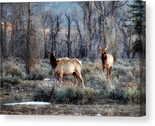 Elk Canvas Print featuring the photograph Elk by Jim Hill