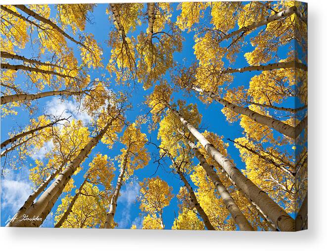 Arizona Canvas Print featuring the photograph Fall Colored Aspens in the Inner Basin by Jeff Goulden