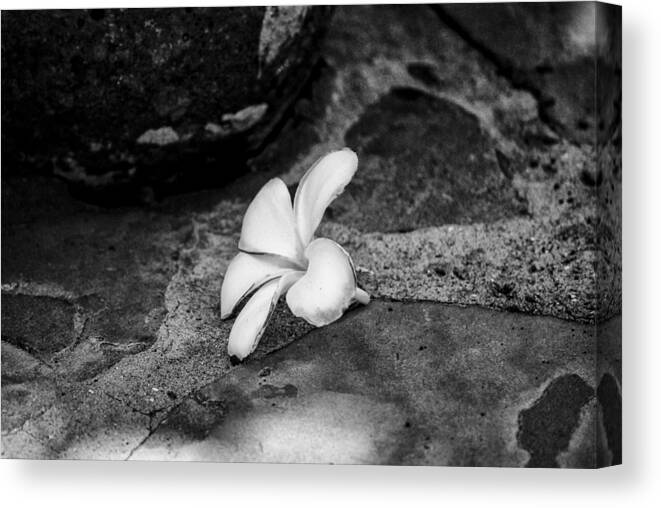 Black And White Canvas Print featuring the photograph Fallen Frangipani by Christi Kraft