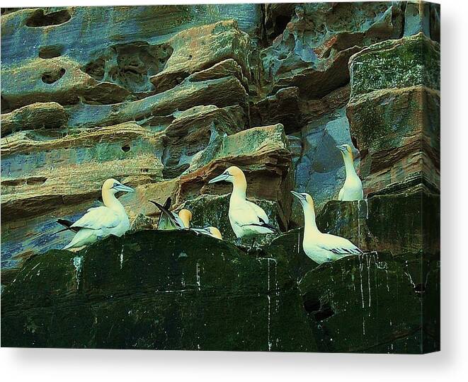 Birds Canvas Print featuring the photograph Family by HweeYen Ong
