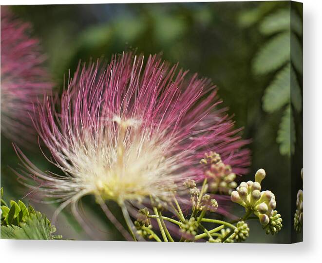 Flower Canvas Print featuring the photograph Feathery Mimosa Blooms by Cricket Hackmann