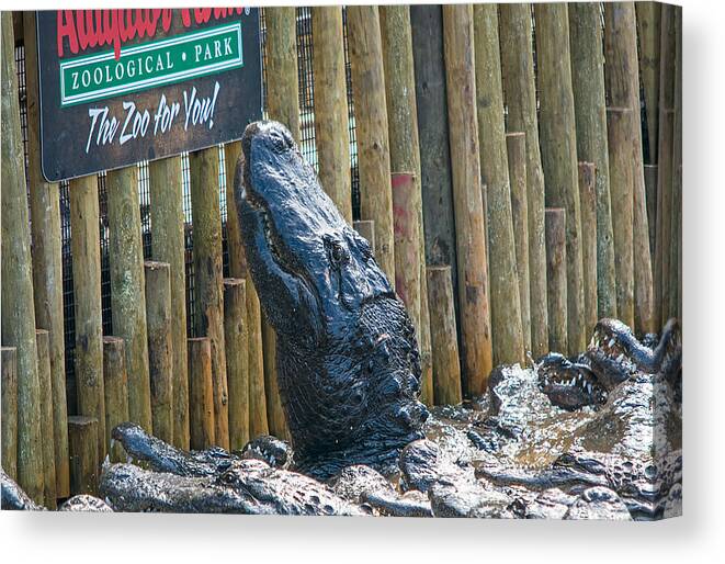 Wildlife Canvas Print featuring the photograph Feed Me by Kenneth Albin