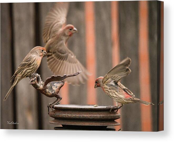 Male House Finches Canvas Print featuring the photograph Feeding Finches by Tim Kathka