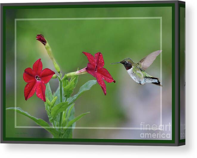 Red Flowers Canvas Print featuring the photograph Feeding Male Ruby-throated Hummer by Sandra Huston