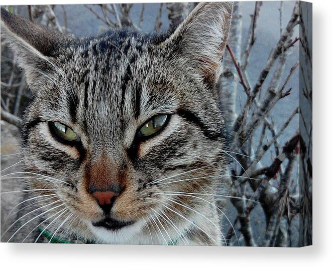 Cat Canvas Print featuring the photograph Feline Look by Tomas Castano