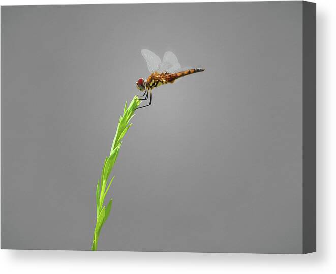 Female Blue Dasher Dragonfly Canvas Print featuring the photograph Female Blue Dasher Dragonfly by Steven Michael