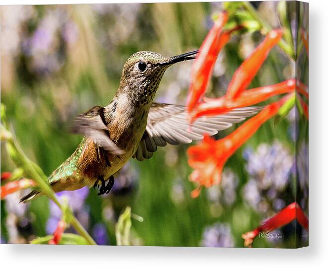 Broadtail Hummingbird Canvas Print featuring the photograph Female Broadtail Humingbird by Tim Kathka