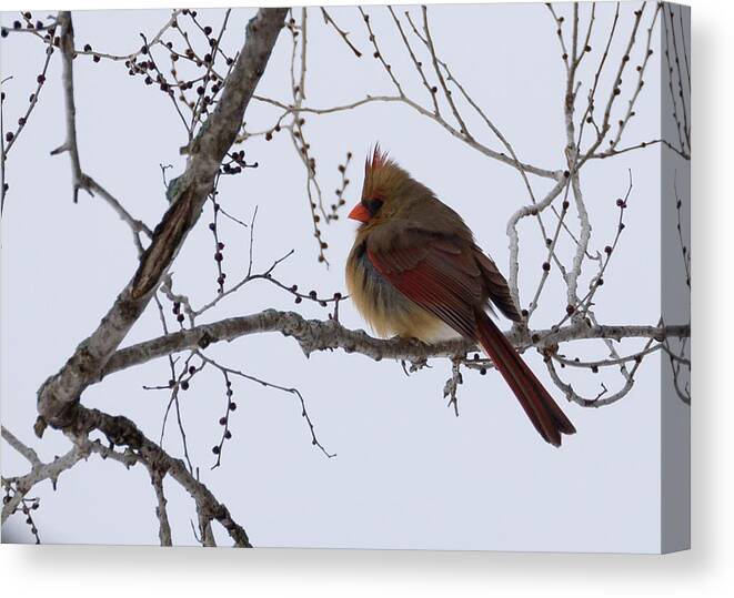 Northern Cardinal Canvas Print featuring the photograph Female Northern Cardinal by Holden The Moment
