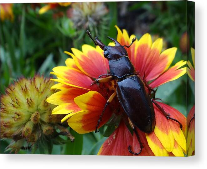 Female Stag Beetle Canvas Print featuring the photograph Female Stag Beetle by Dark Whimsy
