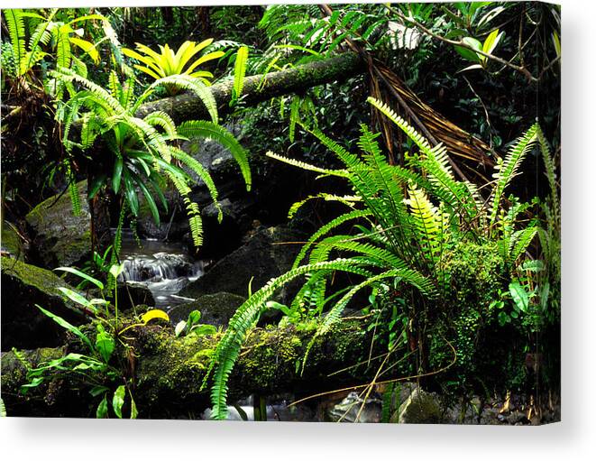 Puerto Rico Canvas Print featuring the photograph Fern Custers on Fallen Tree by Thomas R Fletcher