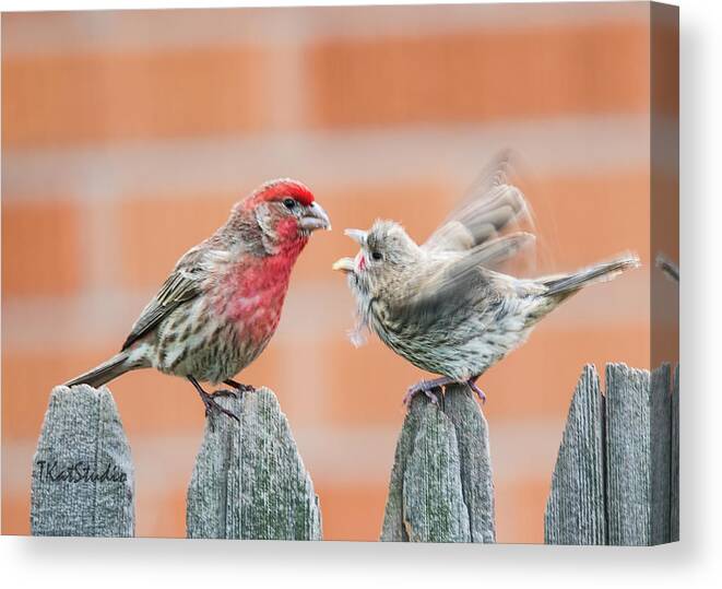 Backyard Birds Canvas Print featuring the photograph Feuding Finches by Tim Kathka