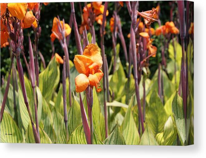 Floral Canvas Print featuring the photograph Field for Iris by Shelley Jones