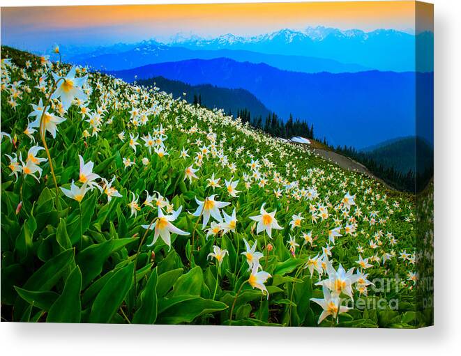 America Canvas Print featuring the photograph Field of Avalanche Lilies by Inge Johnsson