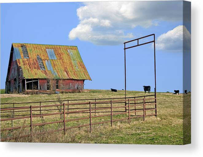 Vintage Barn Art Canvas Print featuring the photograph Field of Cows by Steven Michael
