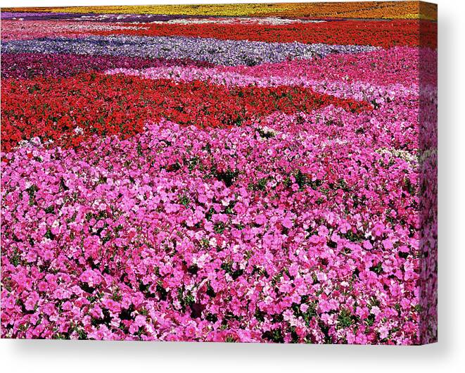 Petunia Canvas Print featuring the photograph Field of Petunia Flowers Gilroy California by Kathy Anselmo