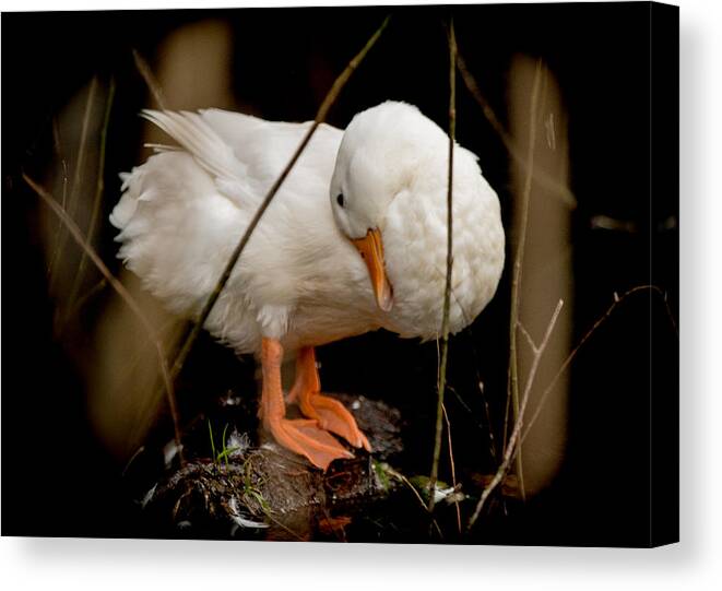 Domestic Duck Canvas Print featuring the photograph Final Touches by E Faithe Lester