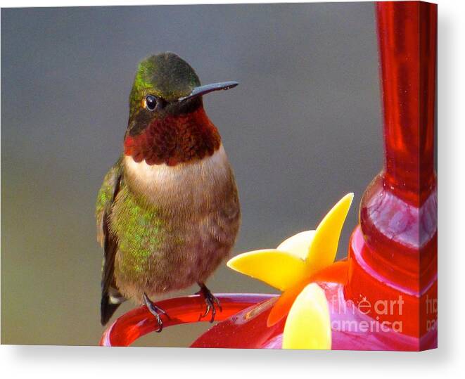 Hummingbird Canvas Print featuring the photograph First Hummer of 2015 by Jean Wright