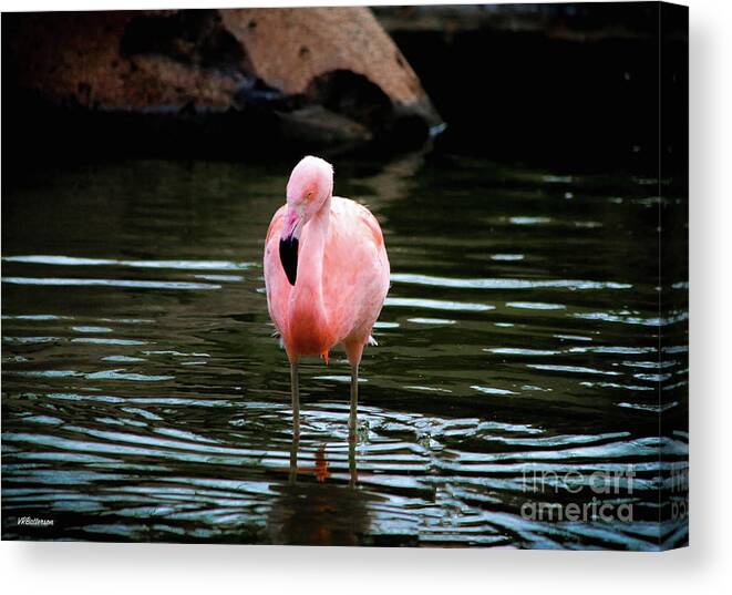 Flamingo Canvas Print featuring the photograph Flamingo in Water by Veronica Batterson