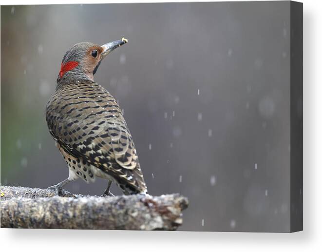 Yellow Canvas Print featuring the photograph Flicker in snowstorm by Jack Nevitt