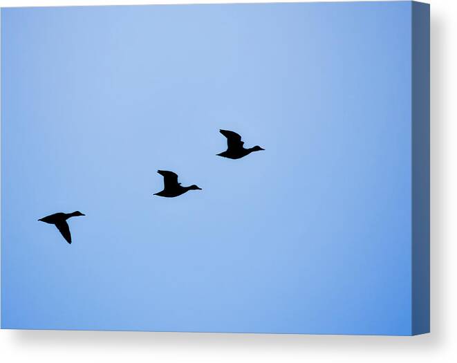 Nature Canvas Print featuring the photograph Flight of Three by Robert Mitchell