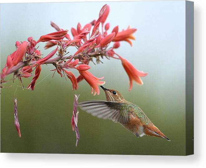 Hummingbird Canvas Print featuring the photograph Floating by Fraida Gutovich