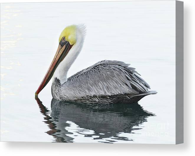 Animal Canvas Print featuring the photograph Floating Pelican by Alice Cahill