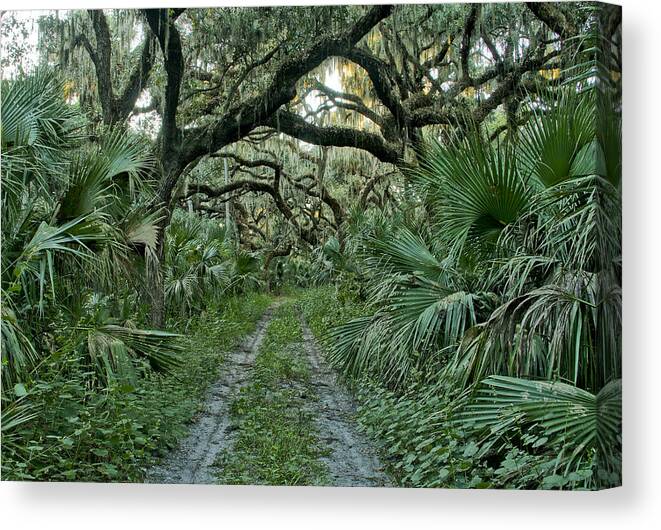 Spanish Moss Canvas Print featuring the photograph Florida Wilderness by Brian Kamprath