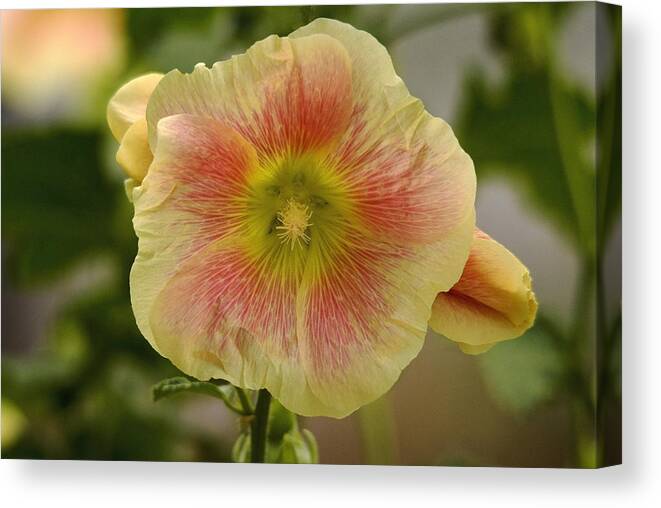 Flowers Canvas Print featuring the photograph Flower head by Cliff Norton