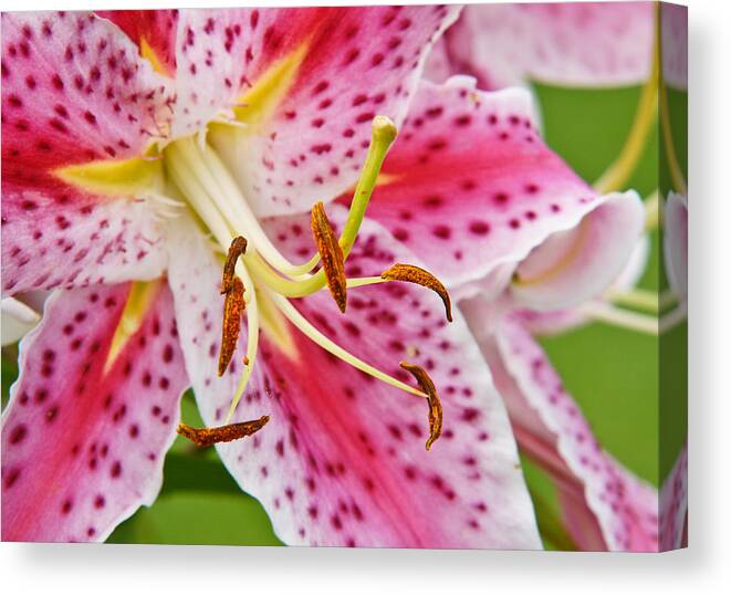 Flower Canvas Print featuring the photograph Flower Macro by Edward Myers