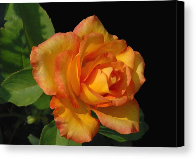 Rose Canvas Print featuring the photograph Flowers 722 by Joyce StJames