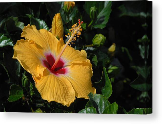 Hibiscus Flower Canvas Print featuring the photograph Flowers 727 by Joyce StJames